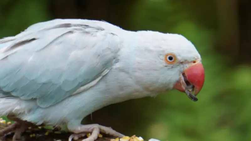 10 Genius Birds That Mimic Human Speech: Amazing Talking Birds That Sound Almost Human