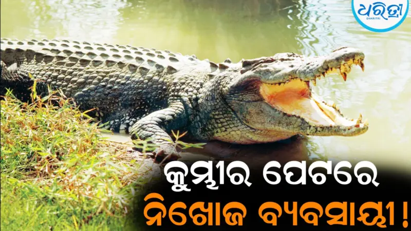 କୁମ୍ଭୀର ପେଟରେ ନିଖୋଜ ବ୍ୟବସାୟୀ! ପୁରା ଘଟଣା ଜାଣିଲେ ଗୋଡ଼ ତଳୁ ଖସିଯିବ ମାଟି