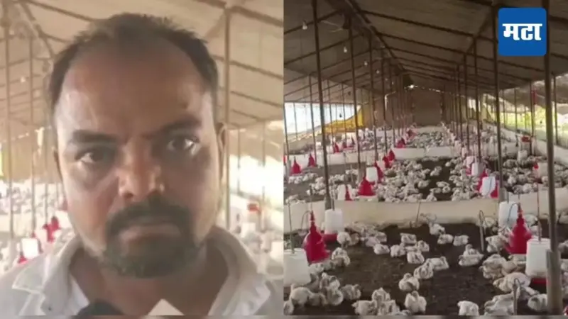 Crime News : गावातल्या लग्नामुळे माझ्या 140 कोंबड्या मेल्या, पोल्ट्री फार्म मालक पोलिसात, एकावर गुन्हा; मांसाहार झाला नाही, मग घडलं तरी काय?