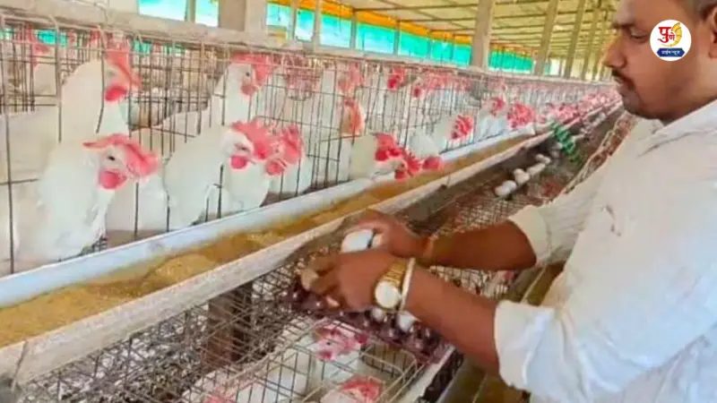 आखाती युद्धाच्या झळा भोर तालुक्यातील पोल्ट्री व्यवसायाला निर्यात घटल्याने अंड्यांचे दर कोसळले; उत्पादक दुहेरी संकटात