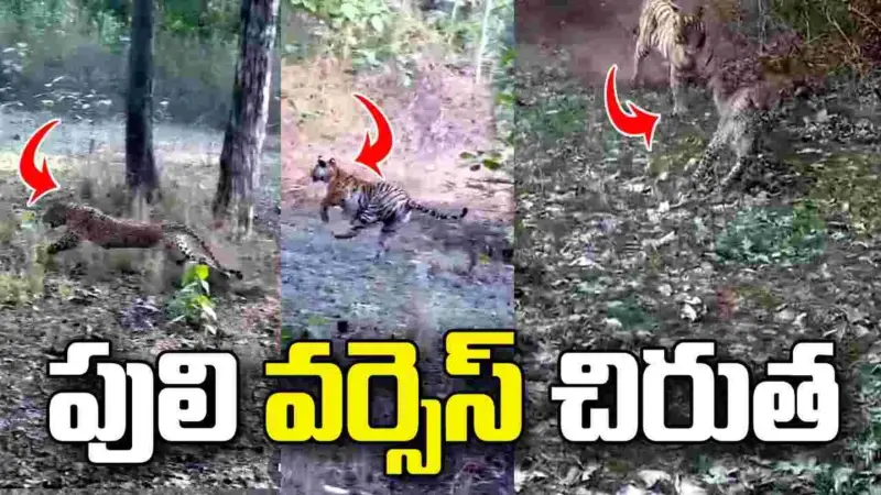 పెంచ్ టైగర్ రిజర్వ్‌లో అరుదైన దృశ్యం.. చిరుతని వెంటాడిన పులి.. వీడియో వైరల్
