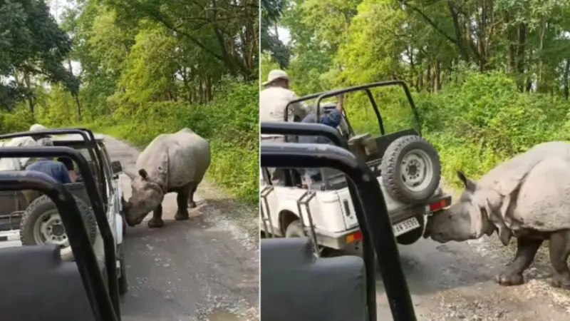 Miraculous Escape For Tourists From Rhino