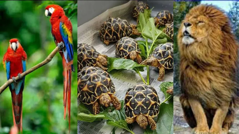 வீட்டில் வளர்க்க தடை செய்யப்பட்டுள்ள விலங்கு, பறவைகள் பற்றி தெரியுமா?