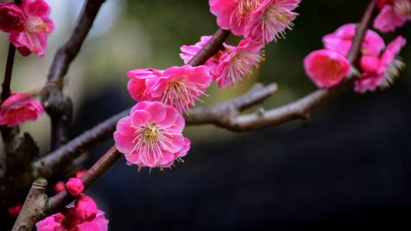 National Flower Of China Explained: Meaning And Importance