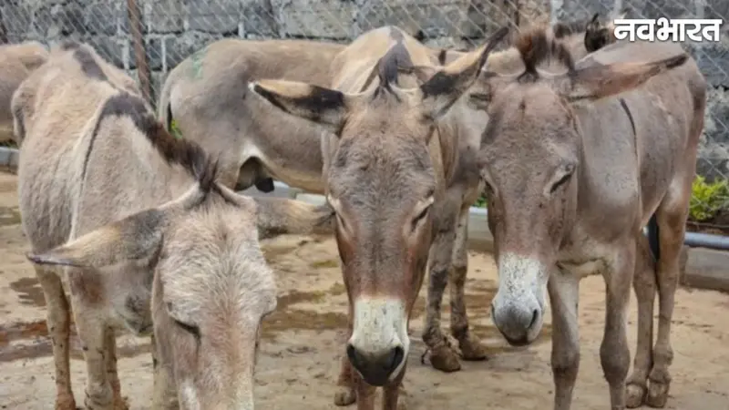 मजबूरी या कूटनीति? पाकिस्तान ने Donkey Meat Export को दी मंजूरी, ड्रैगन की धमकी के बाद पलटा फैसला