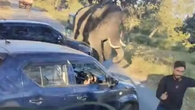 Wild jumbo chases motorbike rider; video goes viral