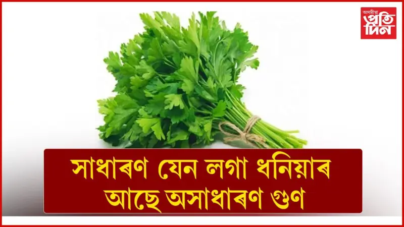 ধনিয়া পাতৰ গুণাগুণ জানিলে আচৰিত হ'ব আপুনি