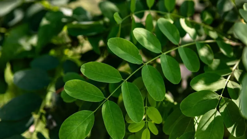 Moringa Leaves: മുടി തഴച്ചുവളരാൻ മുരിങ്ങയില മാത്രം മതി; ഉപയോഗിക്കേണ്ടത് ഇങ്ങനെ