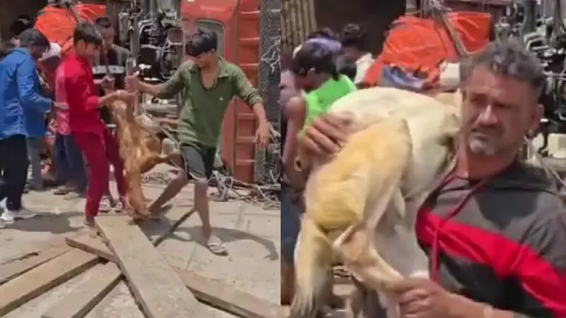 "மனிதாபிமானம் செத்துப்போச்சு..!". ஆடுகளை வேட்டையாடிய மக்கள். நெடுஞ்சாலையில் நடந்த கொடுமை. வைரல் வீடியோ.!!!