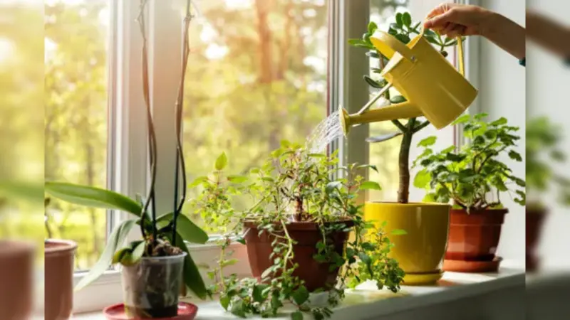 Is AC Water Good for Plants? Benefits, Drawbacks and Tips Explained