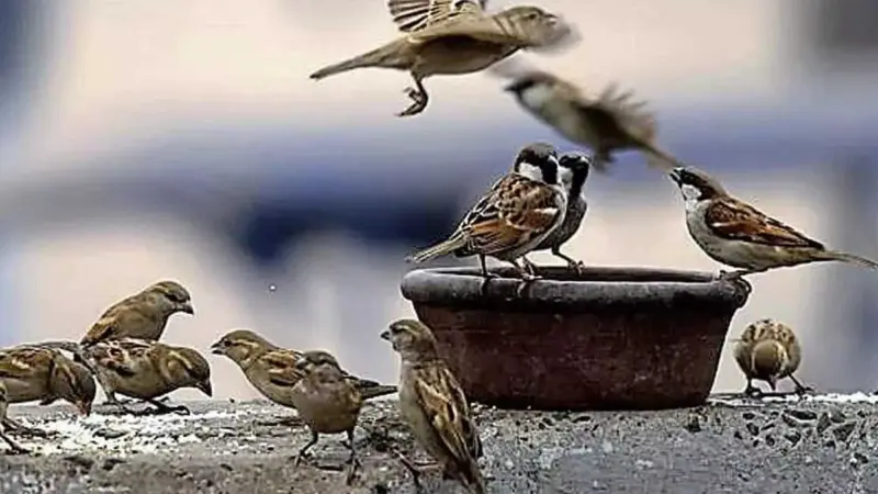 அழிவின் விளிம்பில் அலைகழிக்கப்படும் வீட்டுச் செல்லப்பறவை சிட்டுக்குருவிகள்!