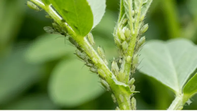 Do You Know Aphids Are Born Pregnant? How They Reproduce So Fast
