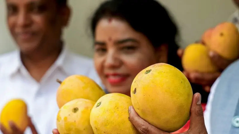 Mangoes : రసాయనాలతో మగ్గబెట్టిన మామిడి పండ్లను గుర్తించడం ఎలా?