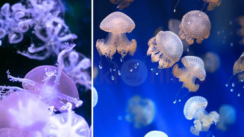 அறிவியலை மிஞ்சும் இயற்கை: மரணமில்லா வாழ்வும், மர்மமான பிறப்பும்!