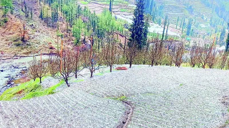 सराज में ओलावृष्टि का कहर, फसलें बर्बाद - Divya Himachal