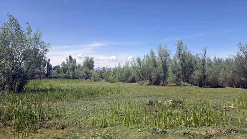 15 lakh migratory birds flock to Kashmir wetlands, Hygam tops chart