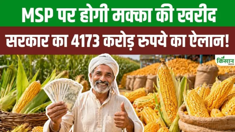 किसानों को बड़ी राहत, MSP पर मक्का खरीदेगी सरकार, 4173 करोड़ खर्च से बढ़ेगी आय और मिलेगा बेहतर दाम