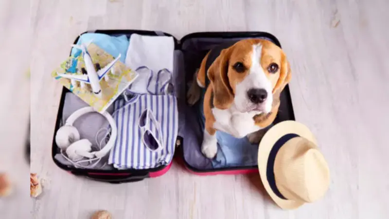 Pet Friendly Travel Destinations in India