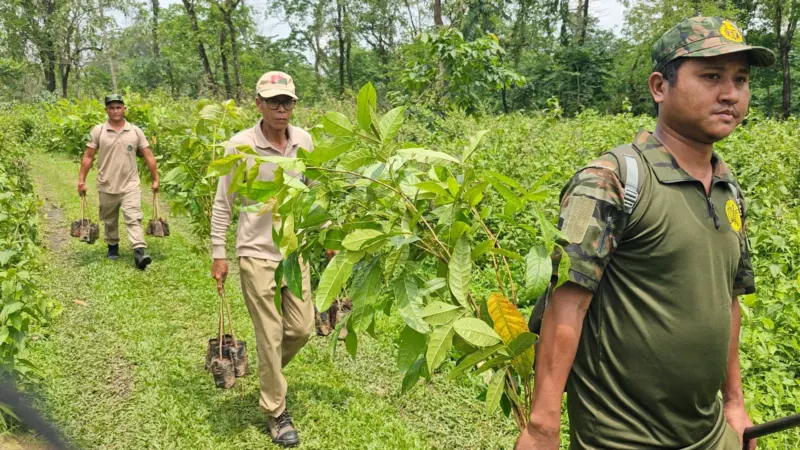 Kokrajhar: Plantation drive launched in Sikhna Jwhwlao National Park amid encroachment concerns