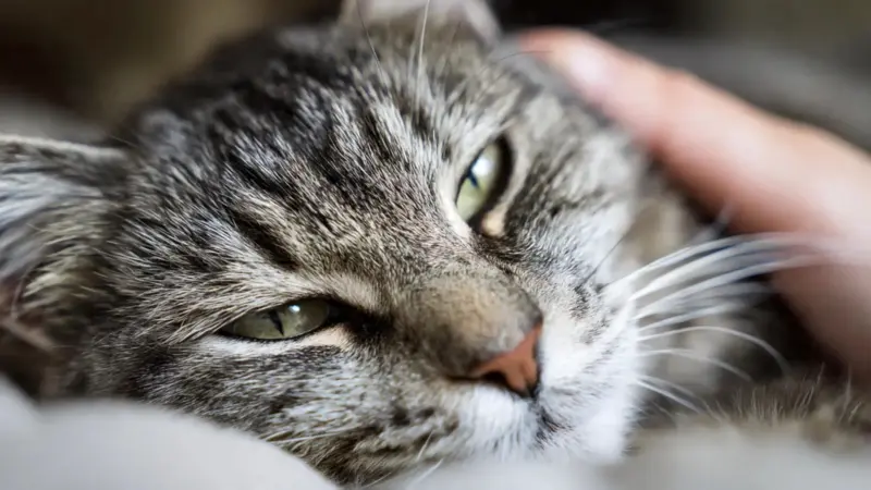 Why Does Your Cat Knead You And What It Really Means About Their Behaviour And Emotions