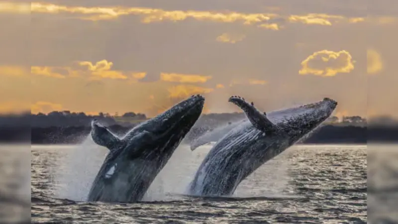 Why Whale Vomit Is a Luxury Ingredient You Might Be Wearing Right Now