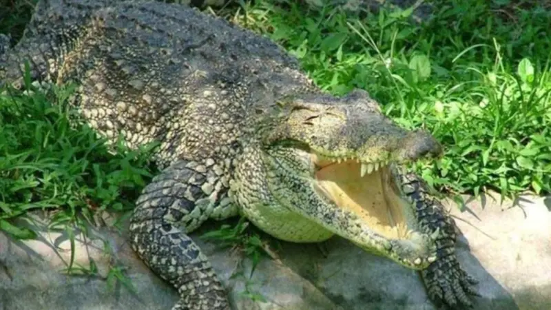 Father Fights Crocodile: కన్నప్రేమ ముందు ఓడిన మృత్యువు.. కుమారుడి కోసం మొసలితో పోరాడిన తండ్రి!