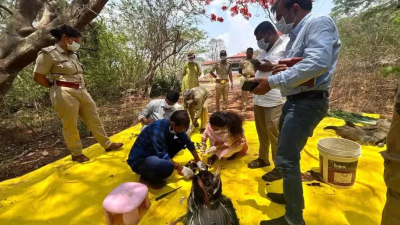 ತುಮಕೂರು ನವಿಲುಗಳ ಮಾರಣಹೋಮಕ್ಕೆ ಬಿಗ್ ಟ್ವಿಸ್ಟ್ : ನವಿಲುಗಳ ಸರಣಿ ಸಾವಿಗೆ ಕಾರಣ H5N1 ಹಕ್ಕಿ ಜ್ವರ..!