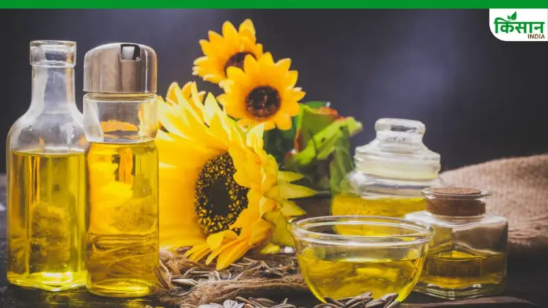 क्रिसिल रिपोर्ट: वैश्विक तनाव से सूरजमुखी तेल हुआ महंगा, लोगों के लिए राइस ब्रान- सोयाबीन बने नए विकल्प