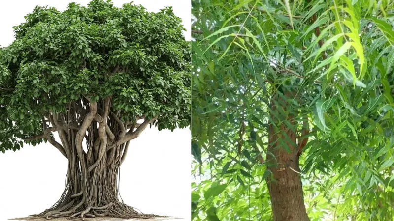 புவி வெப்பமடைதலைக் குறைக்க உதவும் 5 பசுமை காவலர்கள்!