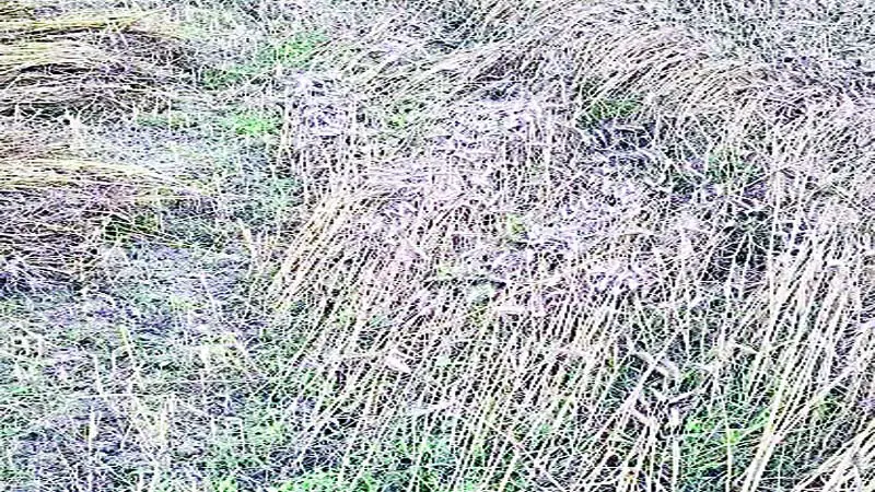 बारिश ने किसानों की उम्मीदों पर फेरा पानी - Divya Himachal