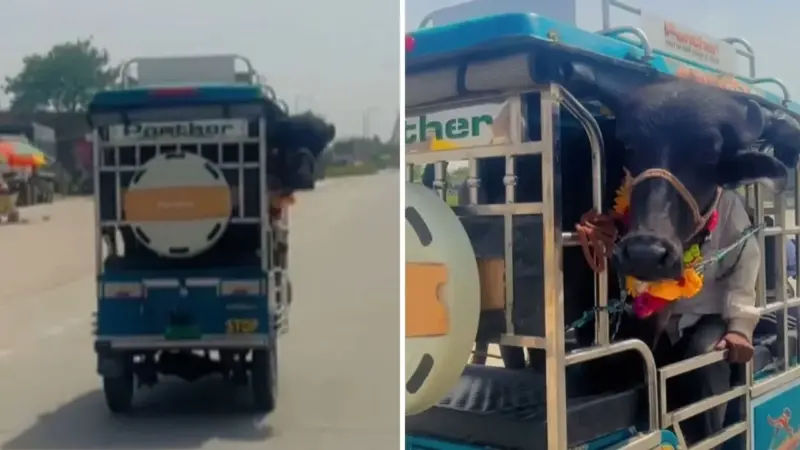E-Rickshaw पर भैंस की सवारी! वायरल वीडियो देखकर लोगों ने कहा- अब कोई काम बाकी नहीं