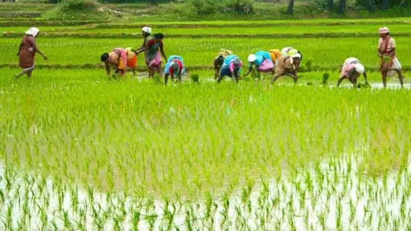மழைக்கால பேரிடரில் இருந்து உங்கள் பயிரையும் நிலத்தையும் காக்கும் ஊட்டச்சத்துக்கள்!