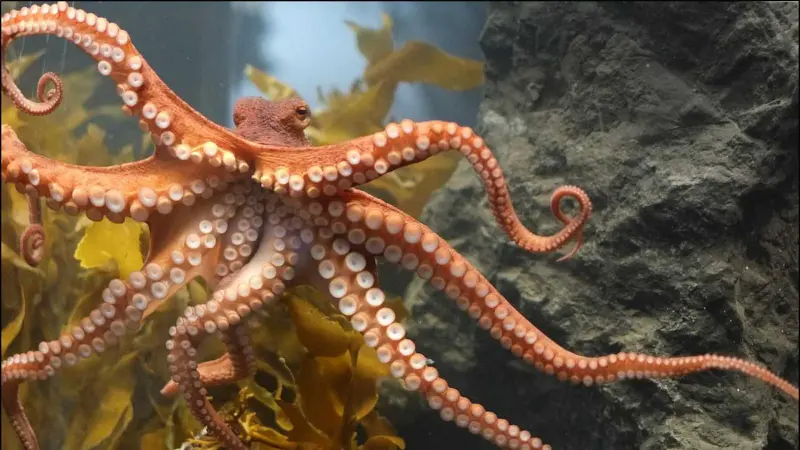 அதிசய அசுரன்: ராட்சத பசிபிக் ஆக்டோபஸின் வியக்க வைக்கும் ரகசியங்கள்!