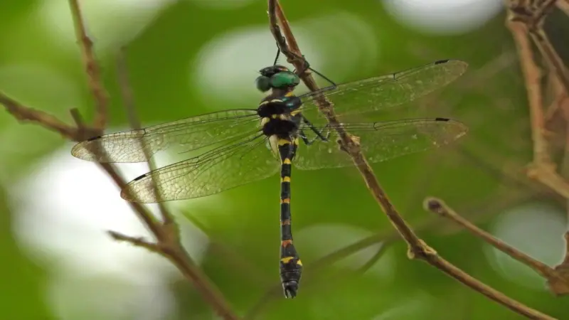 Assam: Lost for 36 years, rare dragonfly resurfaces in Raimona