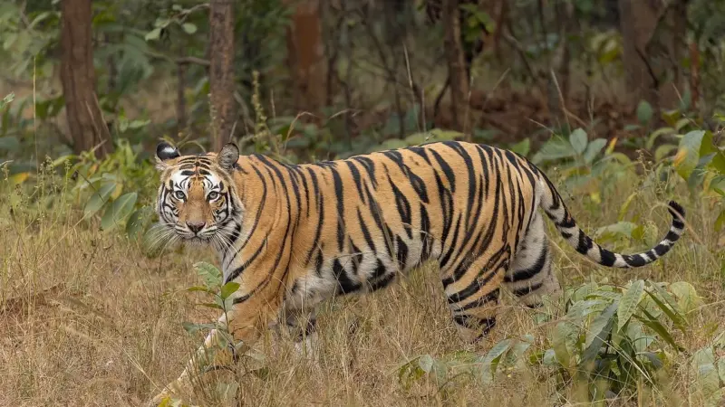 పెద్దపులి దాడిలో..నలుగురు మహిళల మృతి