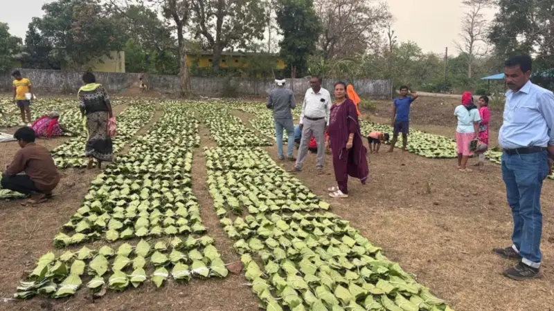 तेंदूपत्ता संग्राहकों को सरकार की बड़ी सौगात : 13 लाख से अधिक संग्राहक परिवारों को होगा 920 करोड़ रुपये का भुगतान