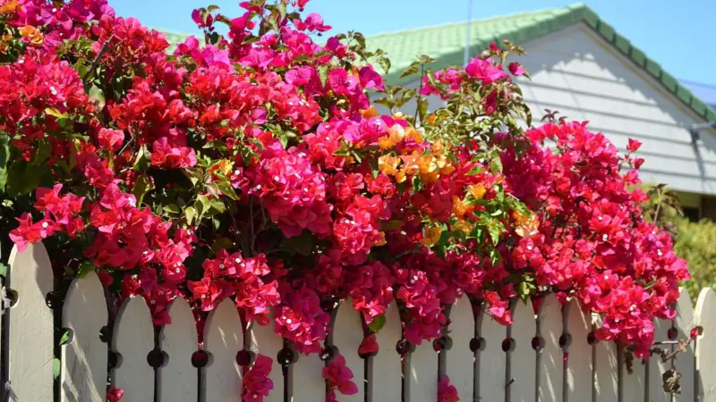 போகன்வில்லா செடியை வீட்டில் வளர்க்க எளிதான வழிமுறைகள்!