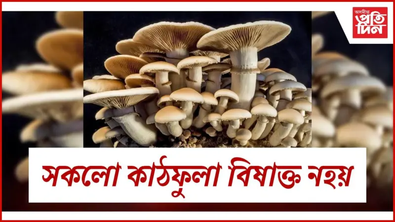কাঠফুলাই সুস্থ কৰে অন্ত্ৰ, হৃদযন্ত্ৰ ; দূৰ কৰে আলঝেইমাৰ ৰোগ