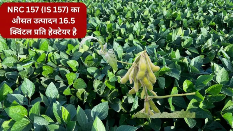 MP सरकार ने सोयाबीन की 3 नई किस्मों को दी मंजूरी, अब 90 दिनों में फसल तैयार.. पैदावार भी पहले से ज्यादा