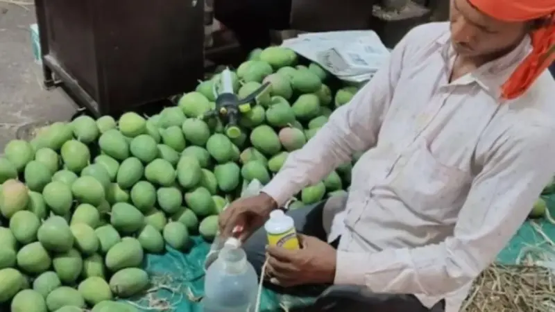 சில மணிநேரங்களில் பழுத்த மாம்பழங்கள்.. வெளியே மஞ்சள், உள்ளே விஷம். வெளியான பகீர் சம்பவம்..!!