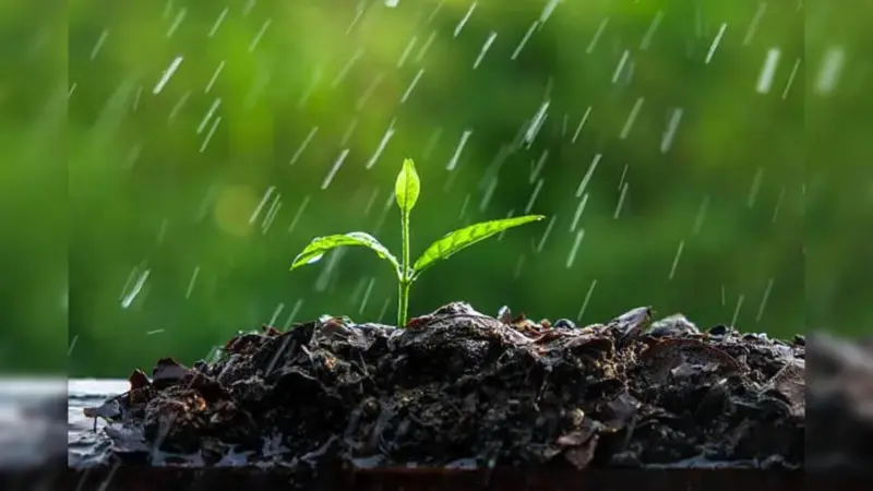 Can Plants Hear Rain? New Study Suggests Seeds Respond to Sound in Surprising Ways