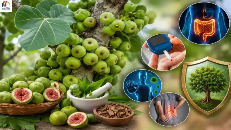गूलर फल: स्वास्थ्य और पर्यावरण के लिए अद्भुत लाभ!