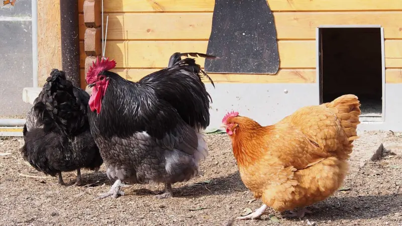 கோழிகள் பற்றி நீங்கள் அறியாத ஆச்சரியமான சில சுவாரசிய உண்மைகள்!