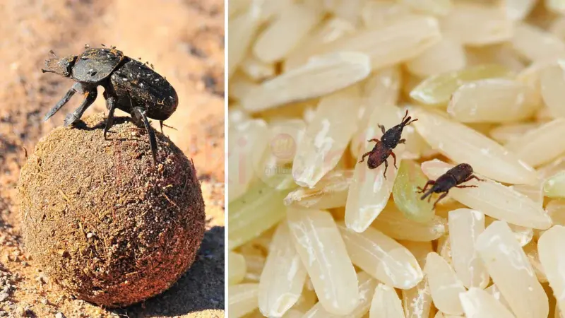 உங்கள் அரிசி மற்றும் பருப்புகளில் வண்டு தொல்லையா? இதை செய்தால் போதும்!