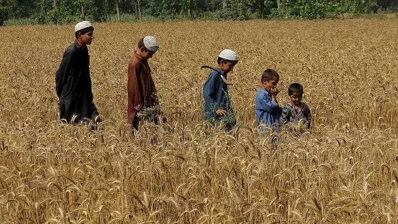 Pakistan: Economic challenges arise for farmers, labourers as modern harvesting techniques enter farms