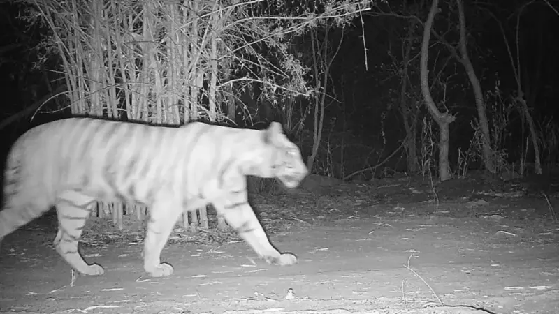 कैमरे में कैद हुई बाघ की तस्वीर : उदंती-सीतानदी में बढ़ी बाघों की चहल कदमी