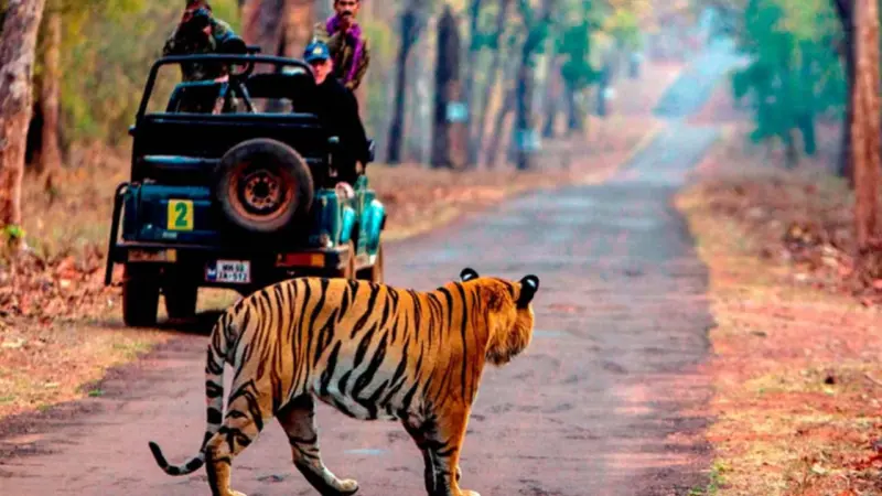 বাঘ দেখার আনন্দ উপভোগ করতে চান? রইল ভারতের সেরা জঙ্গল সাফারি ডেস্টিনেশন