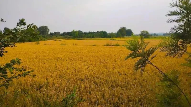 Telangana speeds up 'sada bainama' regularisation, over 9 lakh pending applications to get legal title