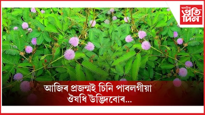 নিলাজী বনৰ ঔষধি শক্তিৰ বিষয়ে জানিলে আচৰিত হ'ব আপুনি