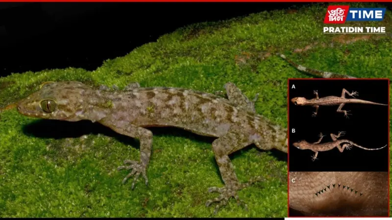 New Gecko Species Discovered in Assam's Kokrajhar